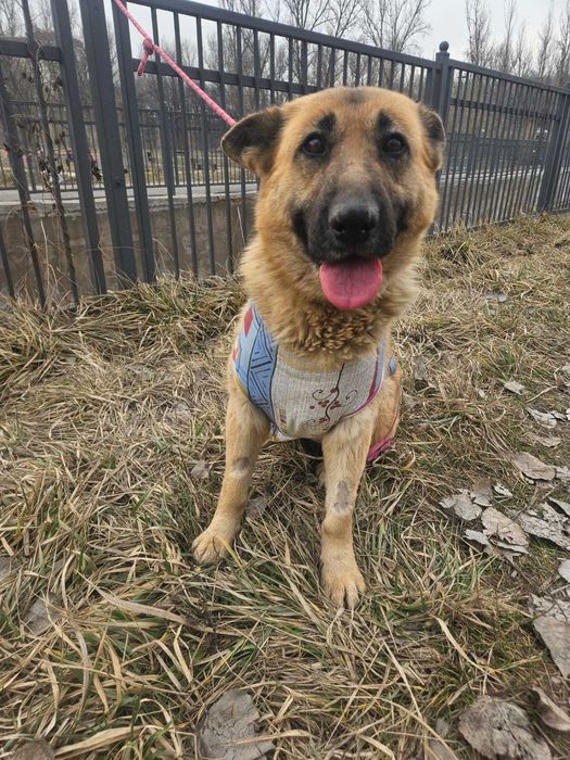 Срочно ищет дом немецкая овчарка!!!