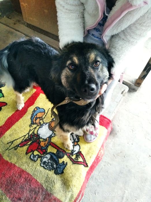 Девочка, помесь с овчаркой