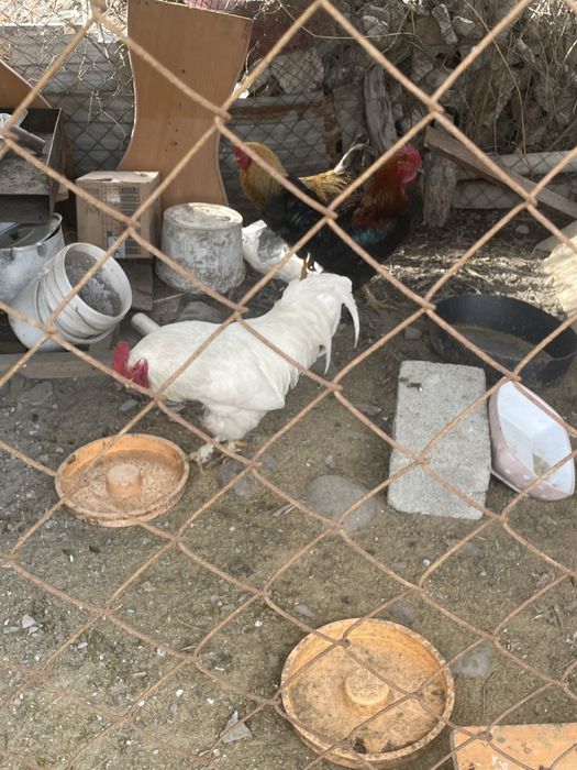 3петуха оптом 10к за всех