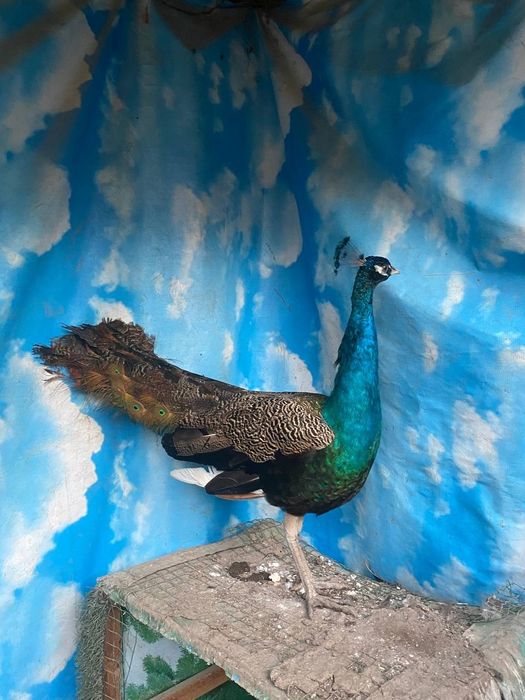 Продается павлин самец