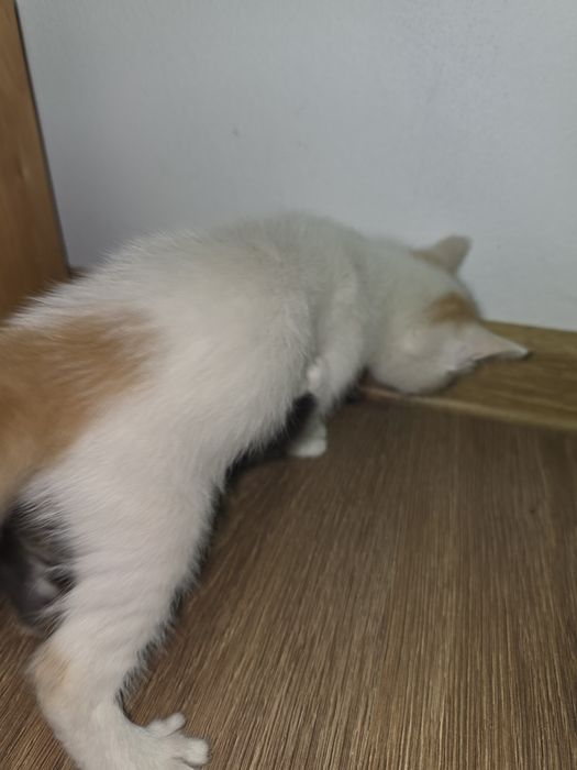Donez 4 pui de pisica