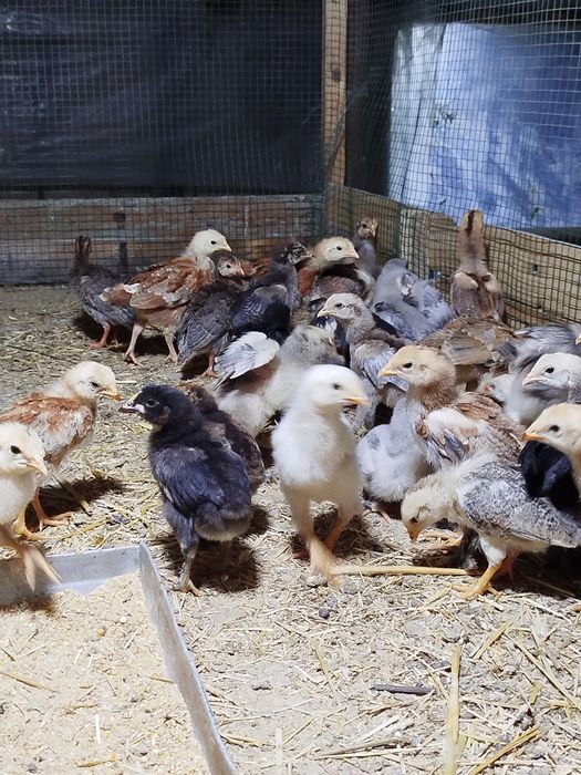 Циплята.жужалар. 20000 сумдан