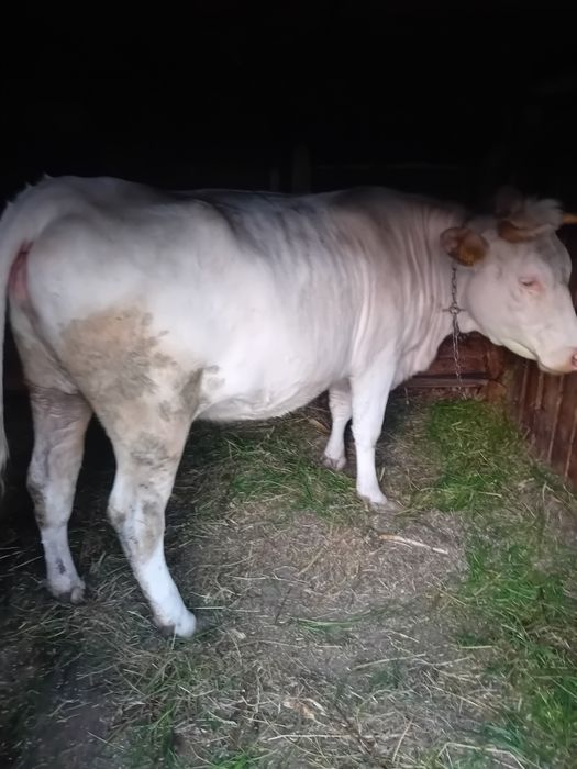 Vaca Charolais și Angus