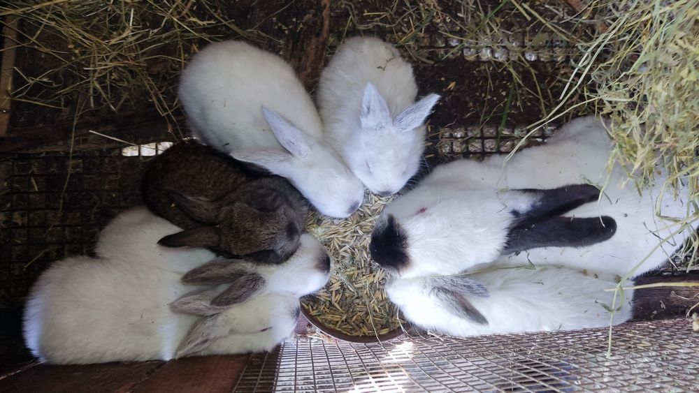 Продавам зайци - калифорнийски+ цика