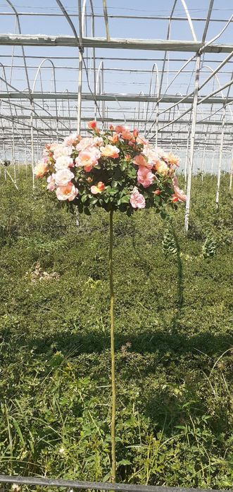 Shtamp atirgullari sotiladi