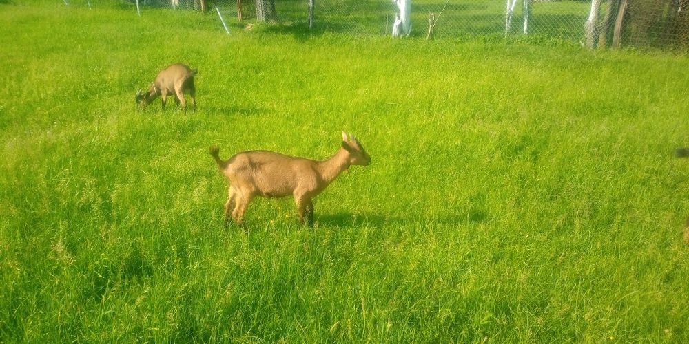 Ieduță alpină , originală, de 2 luni, i