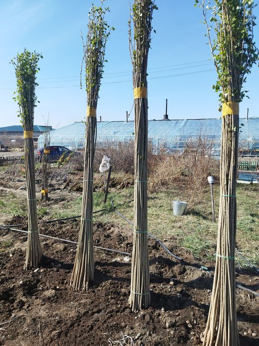 Тополь пирамидальный