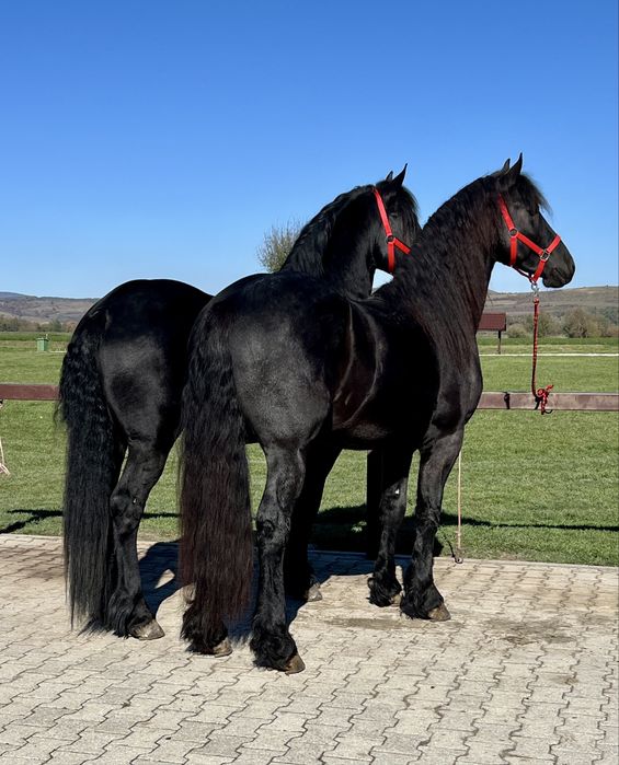 Friesian Friesieni Frizian Frizieni Armasari Armasar