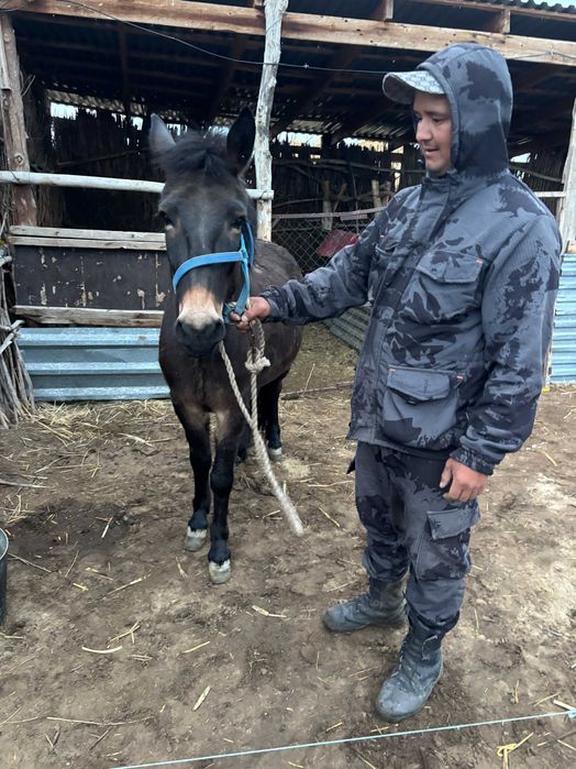 лошадь для чабанов