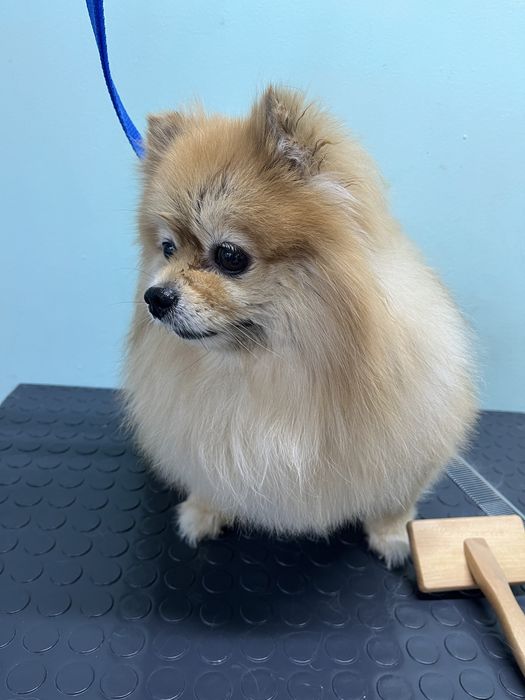 Груминг кошек и собак