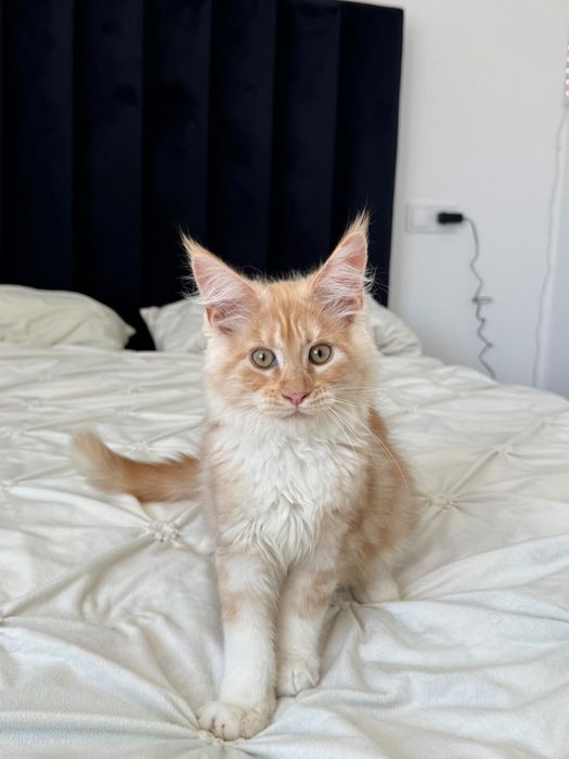 pisicuta maine coon