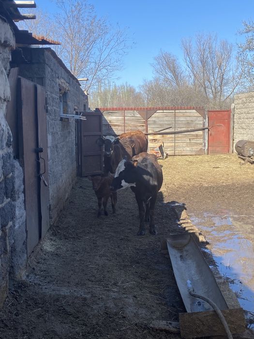 Первотелки +телята