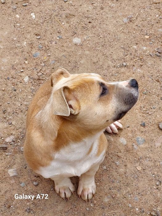 Продажа щенков Стаффорда АСТ