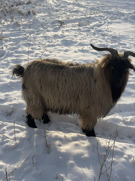 Ешкі сатылады ,козел