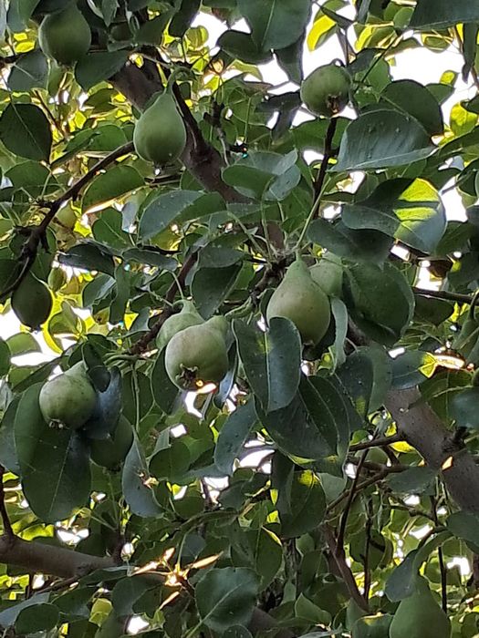 Екі бөлмелі вримянка