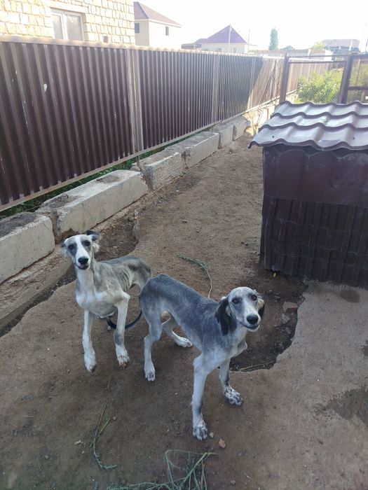 Продам щенка Казахской тазы