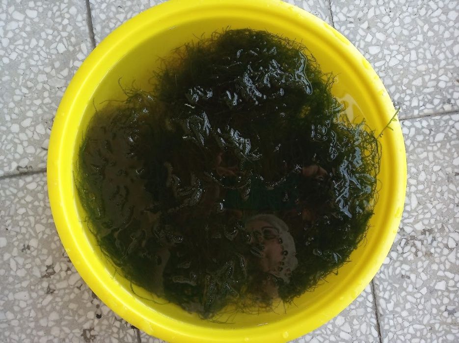 Водни растения за аквариуми