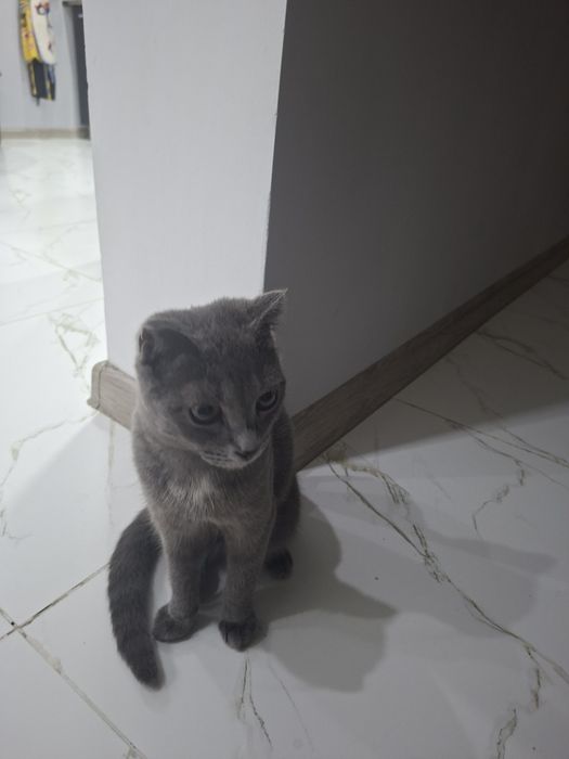 Кошка породистая