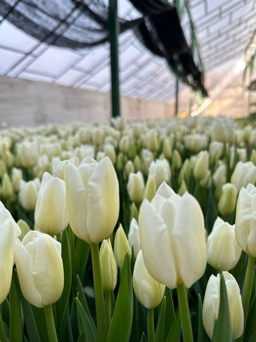 Тюльпаны Оптом и Розница