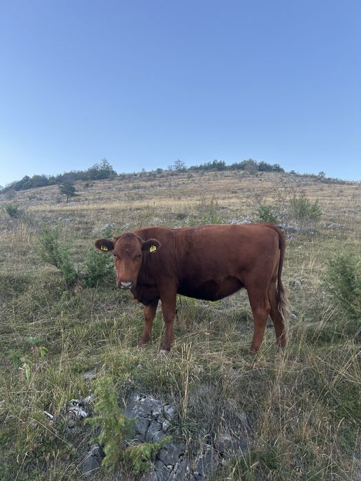 De vanzare juninca angus