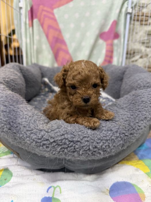 Продам мини мальтипу мальчик