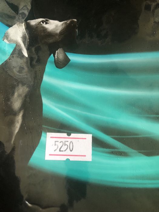 Корм для собак разных парод