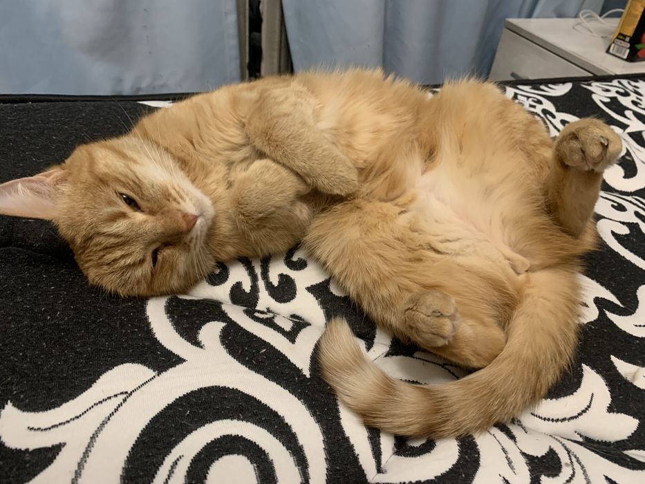 Отдам котика в добрые руки