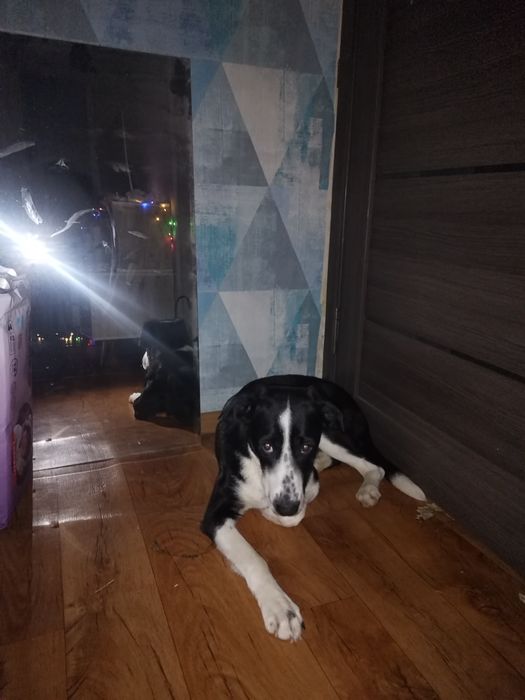 НАЙДЕНА СОБАКА / Девочка (мкр Таугуль, Алматы) ИЩЕМ ХОЗЯИНА!