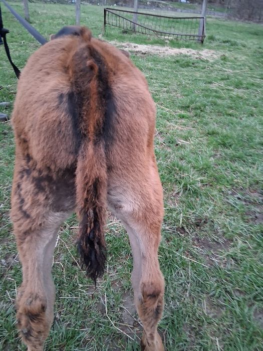 Vând 2 vitele și un taur