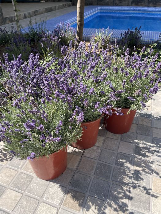 Саженцы ЛАВАНДЫ в продаже