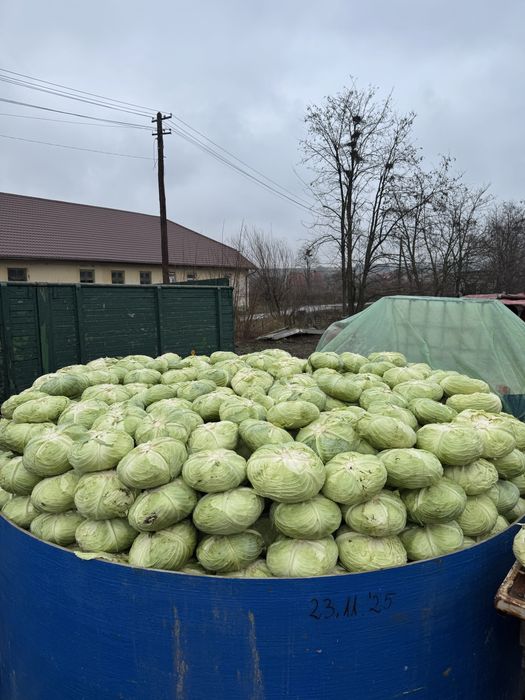 Varză Murată Calitatea 1