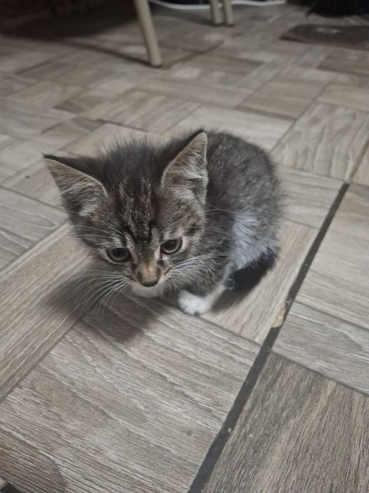 Котята бесплатно