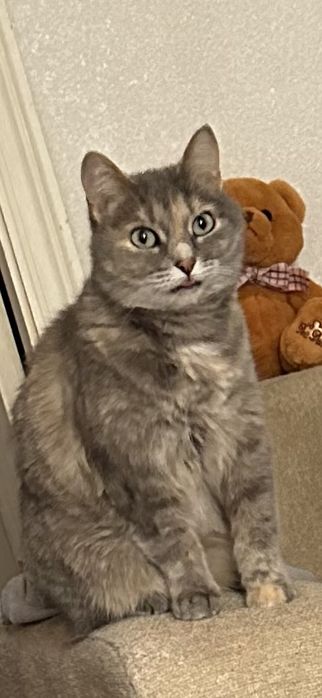 отдадим кошечку в добрые руки