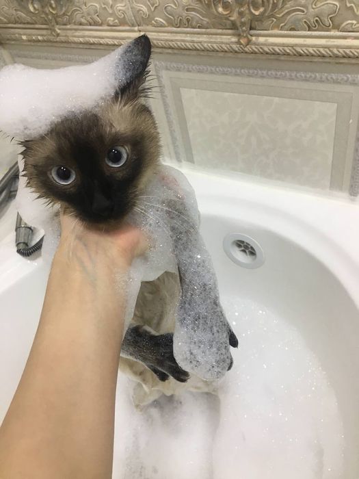 Сиямская кошка хорошая