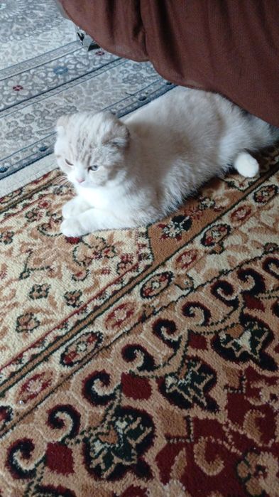 Кот британский самец