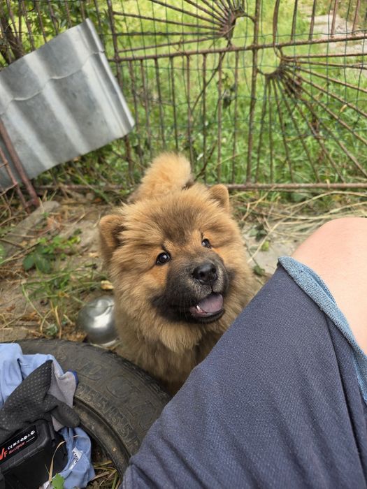 Chow Chow  3 luni