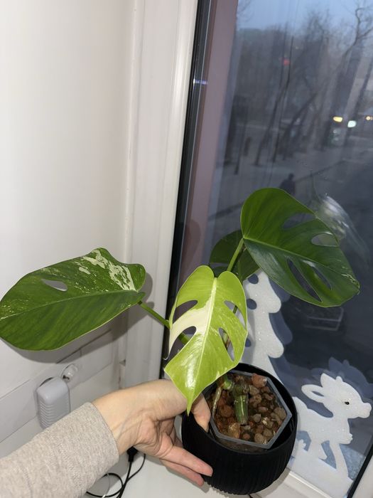 Продам монстеру альбу