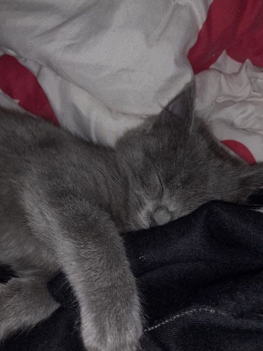 2oyli mushuk sotiladi srochna