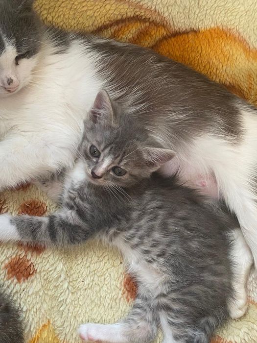 Отдам домашних котяток