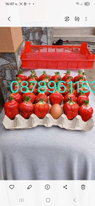 Разсад Ягоди И малини