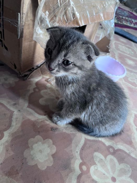 Красивые котята. Отдам в добрые руки