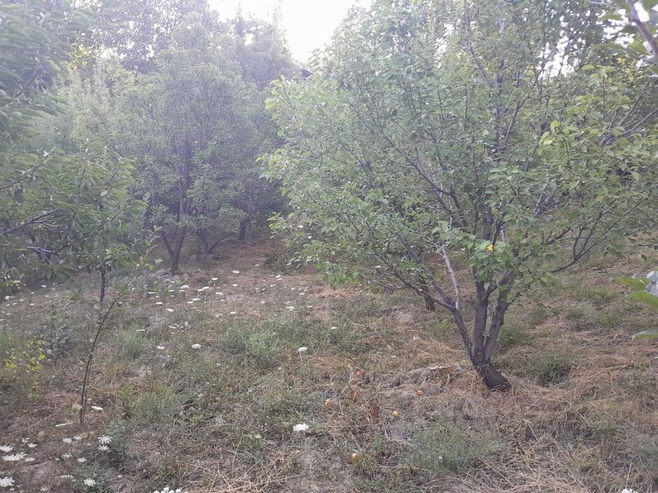 Yer uchastkasi sotiladi