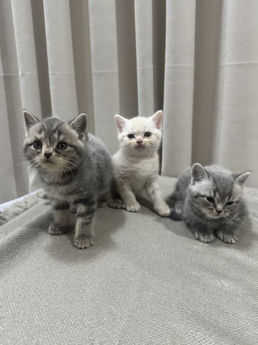 Котята британцы