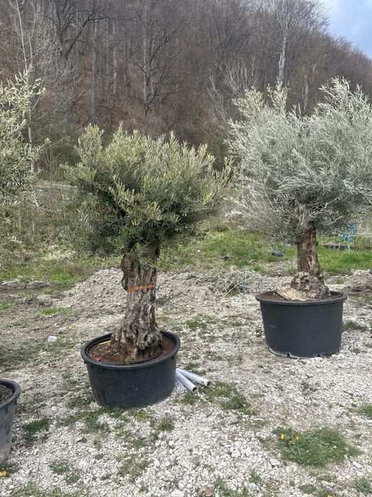 Vand maslini seculari si bonsai