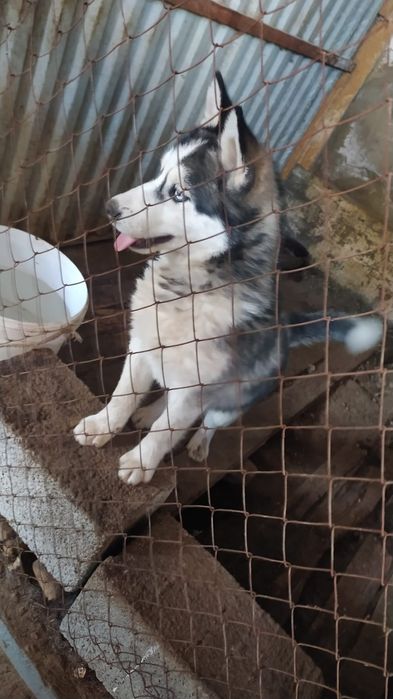 Хаски күшігі сатылады