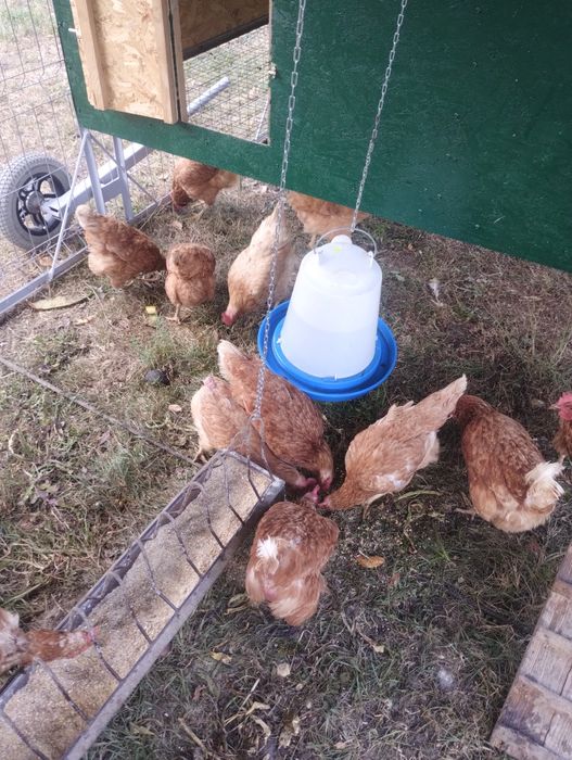 Gaini ouatoare rosii,găini Isa Brown