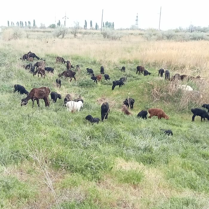 Фазенда сатылады