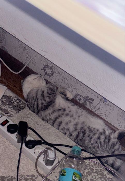 Кошка шотландский прямоухий