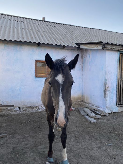 Лошадь красивый                               Т