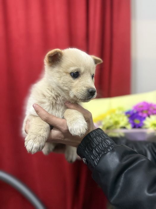 Отдам в хорошие руки